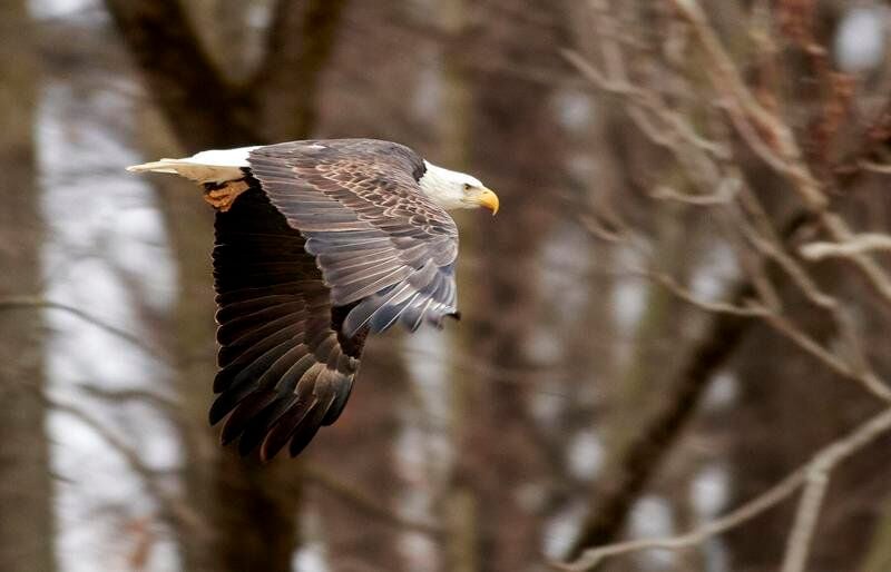 Bald eagles, wiped out in early 20th century, now thrive in Indiana